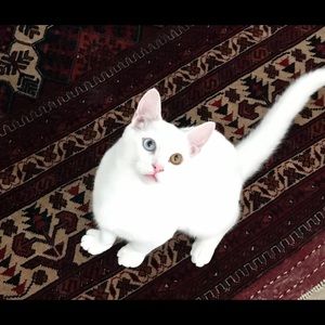 Meet your Posher, Zakia